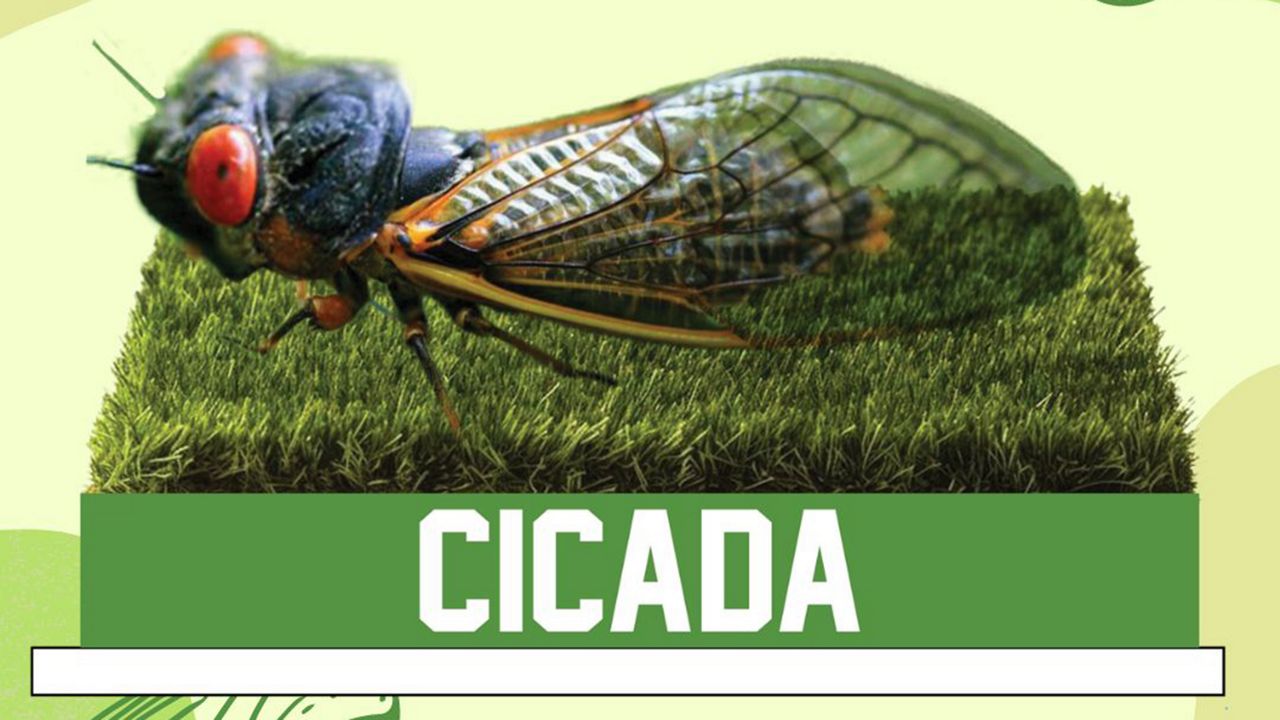 The cicada bobblehead features the insect’s prominent red eyes, short antennae and membranous wings. (Photo courtesy of the National Bobblehead Hall of Fame and Museum)