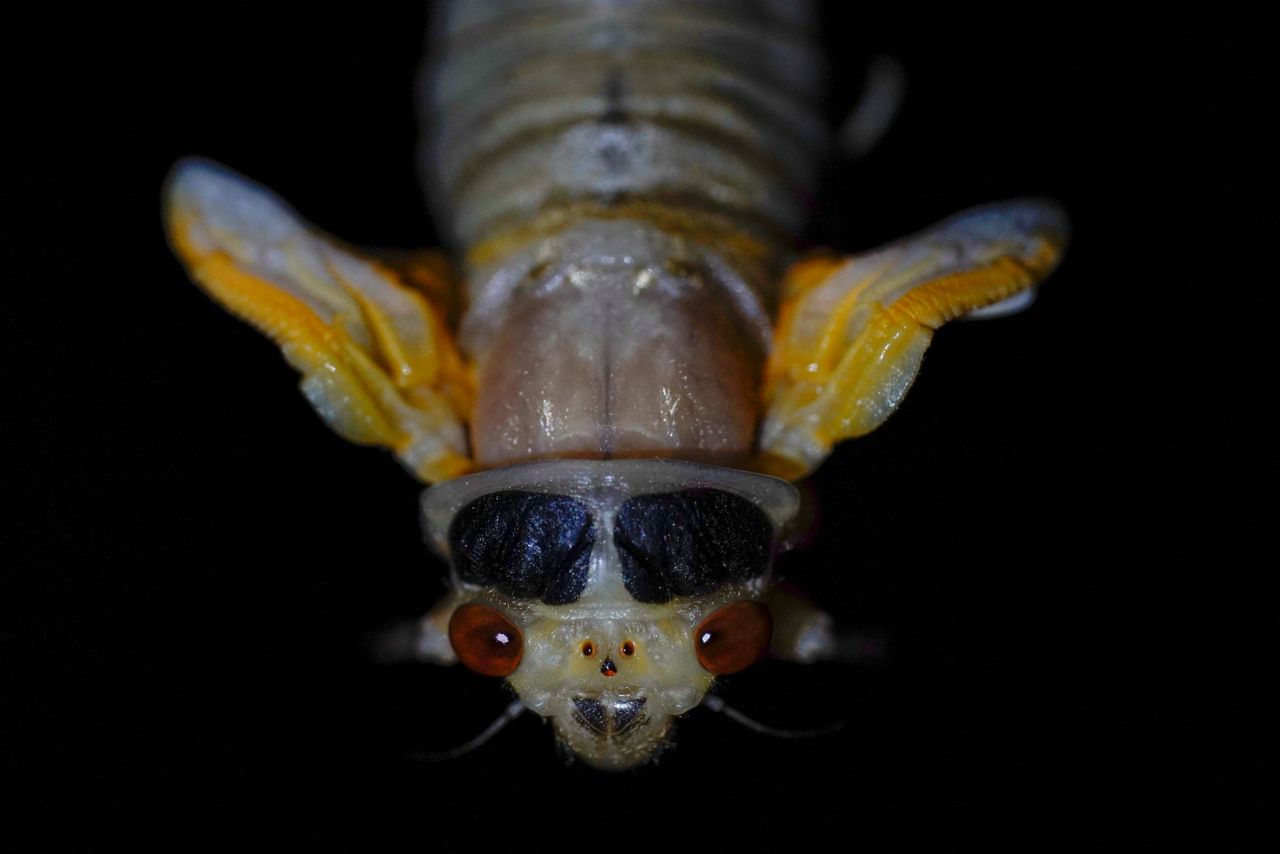 EXPLAINER: What are cicadas and why do they bug some people?