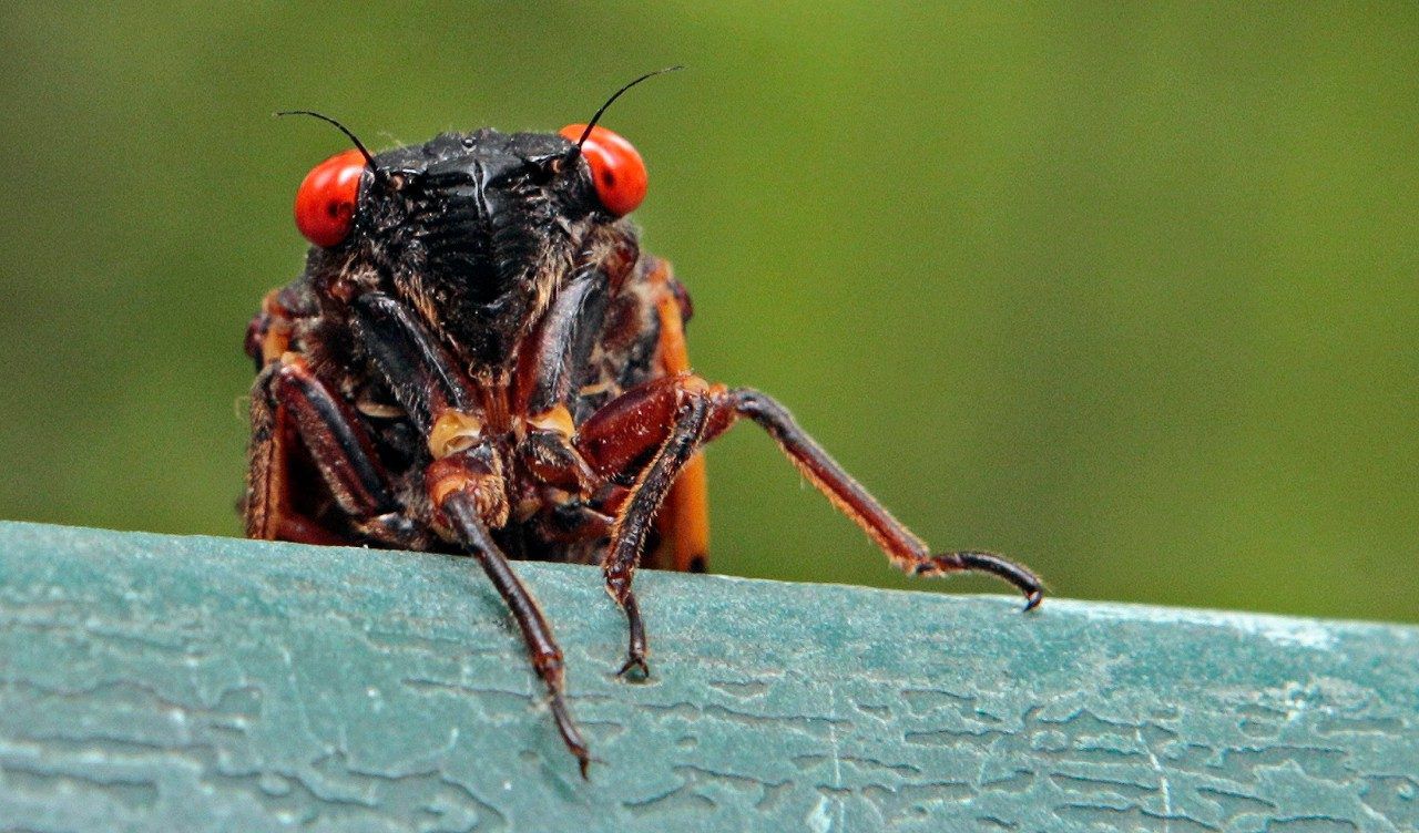 Illinois is hit by cicada chaos