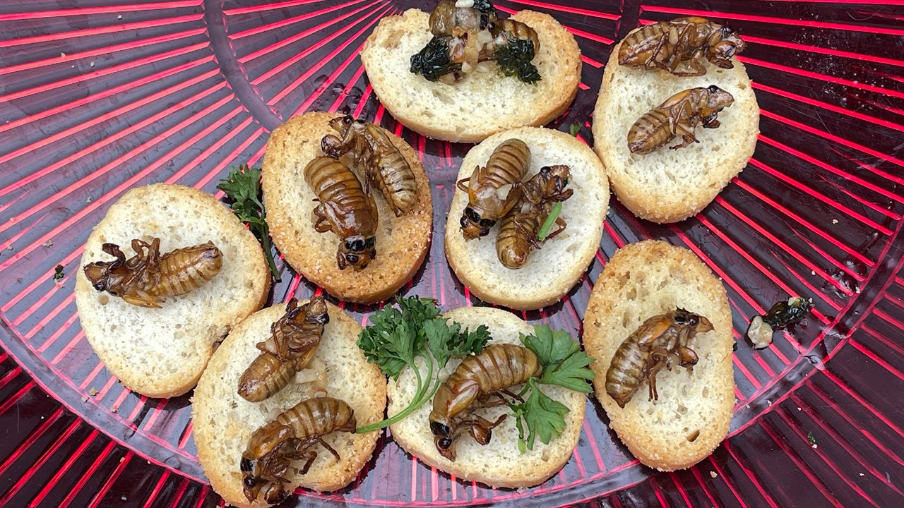 The Bug Chef will teach guests how to incorporate cicadas into culinary dishes, cicada scampi and spicy deep-fried cicada on Friday at the Butterfly House. (Spectrum News/Elizabeth Barmeier) 