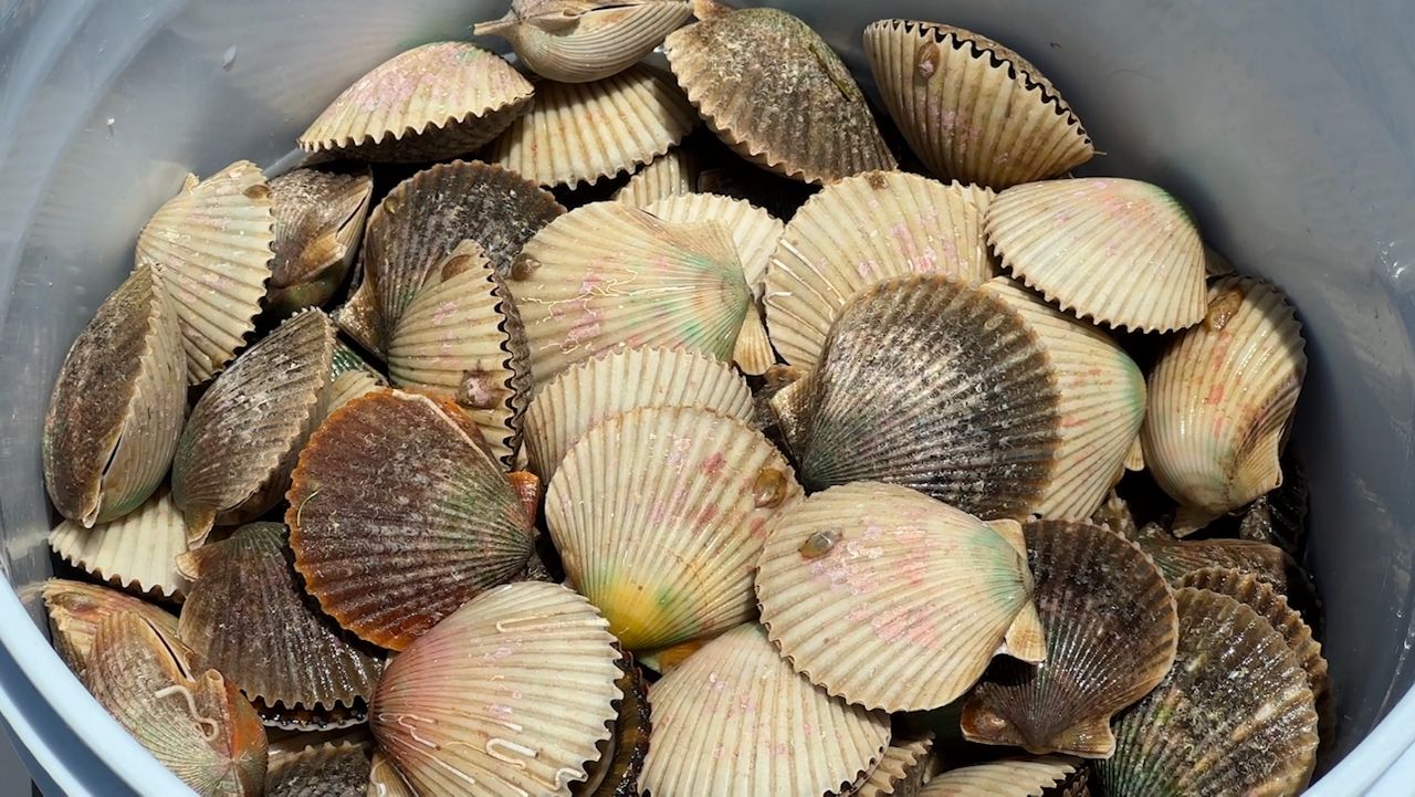 Today marks the official start to Bay Scallop season in Hernando and Citrus counties. At the end of Pete’s Pier, some of the first batch of freshly caught scallops have made it ashore courtesy of Salty Siren Tours and Charters. (Spectrum News)
