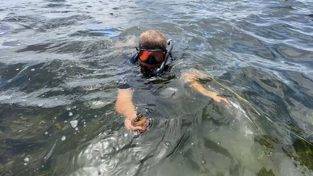With scallop season starting July 1, those who have been out on the water- such as Captain Gary Bartell- say the number of scallops already being seen is unlike anything they have seen before. Local businesses, like Bartell's, are already prepping for what should be a busy season.