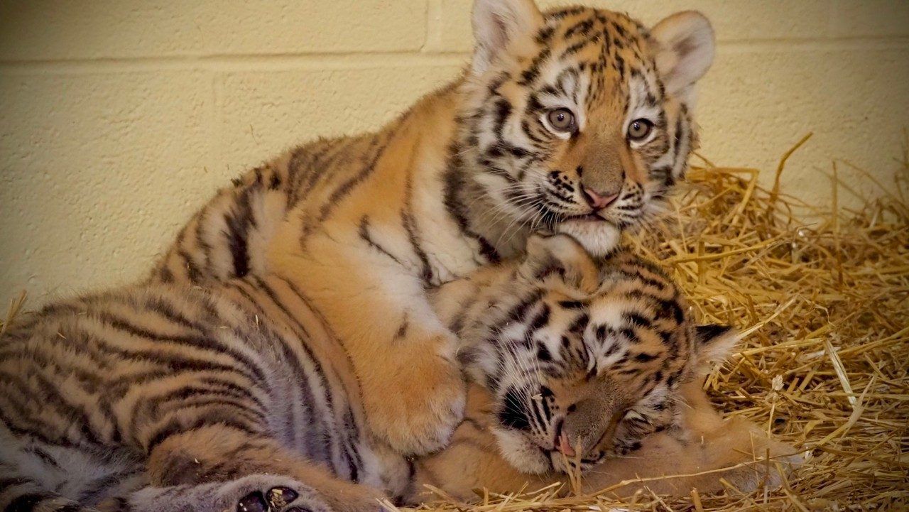 A photo of the two recently introduced tiger cubs, now known as Mila and Sergei. 