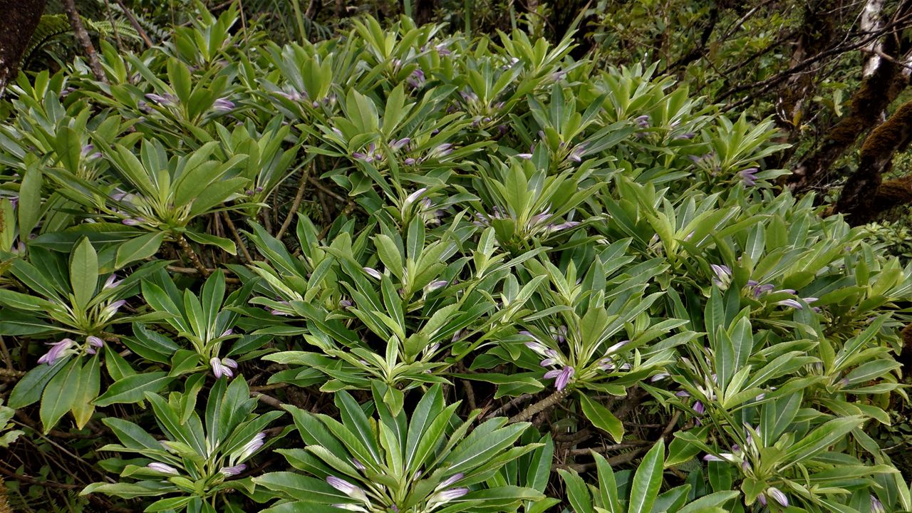 Clermontia hanaulaensis. (Photo courtesy of DLNR)