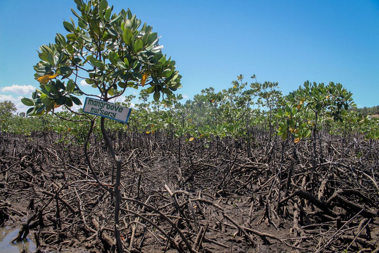 Africa grows. Restore Mangroves. Mangrove Restoration frustration. Mangroves to protect. Mangroves to protect erosion.