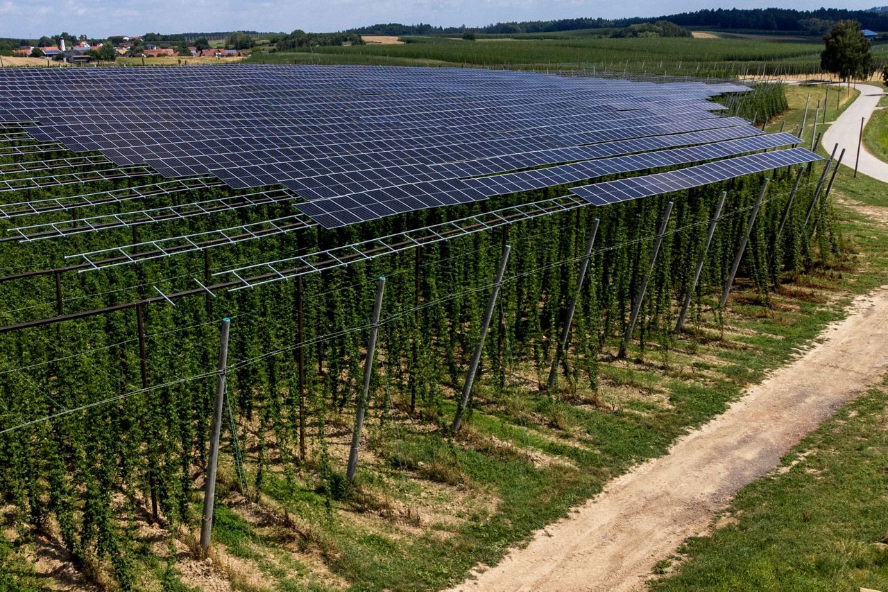 Hops for beer flourish under solar panels. They're not the only crop ...