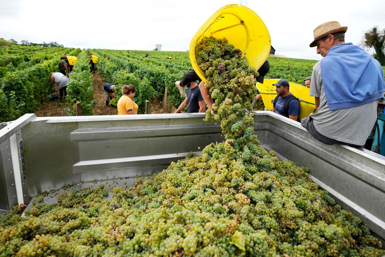 Drought forces earliest harvest ever in French wine country - Vimarsana News