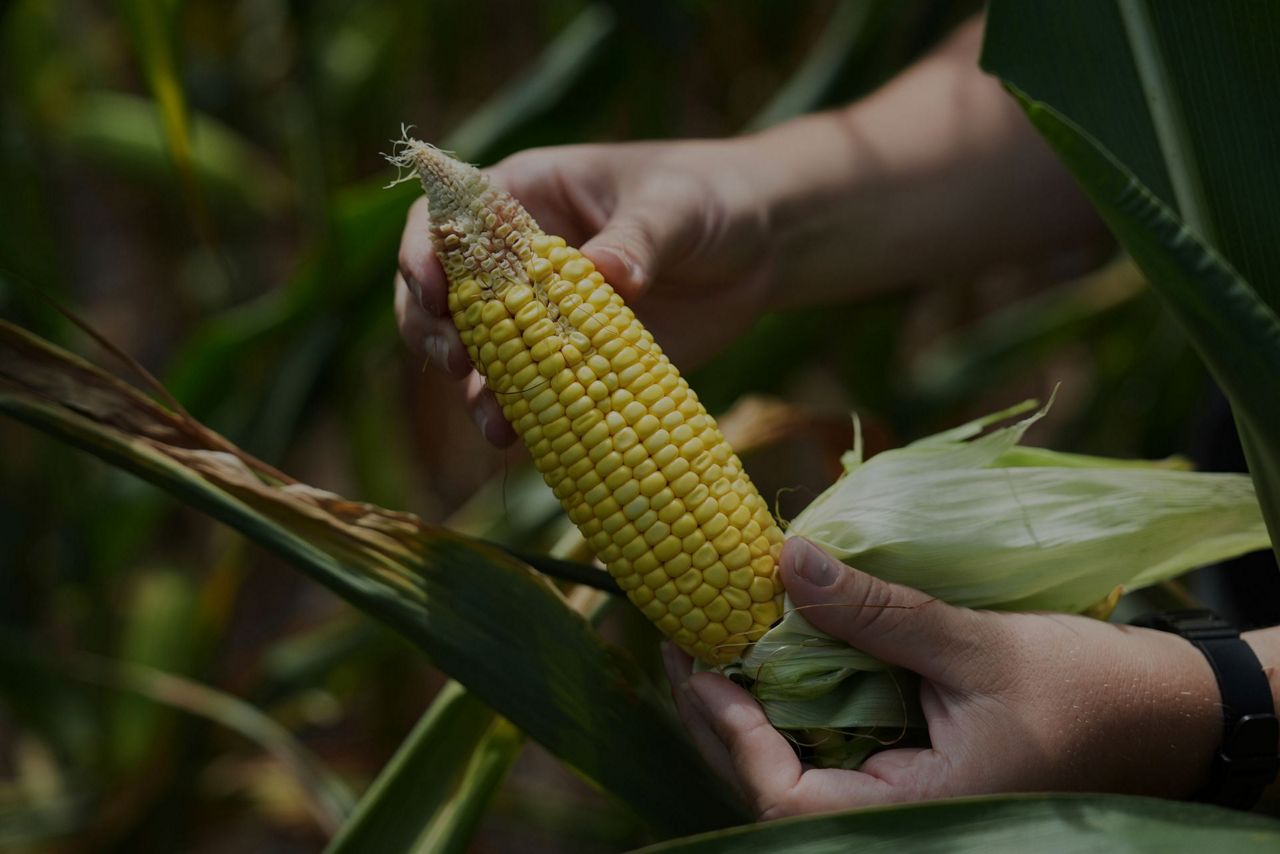To get that perfect ear of corn, weather has to cooperate. But climate ...