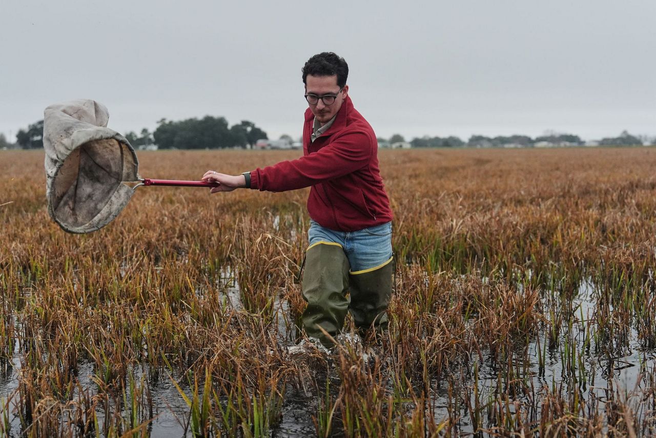 Giant snails and tiny insects threaten the South's rice and crawfish farms