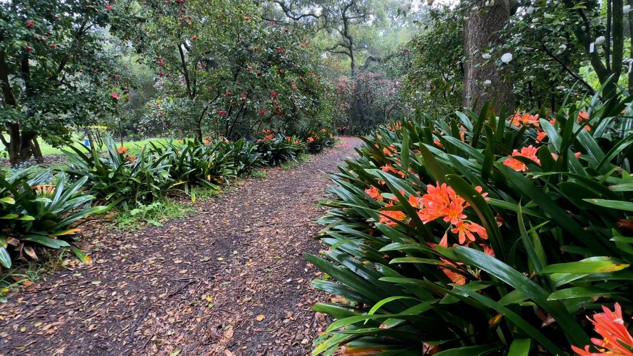 Wet winter leads to crescendo of blooms at Descanso Gardens