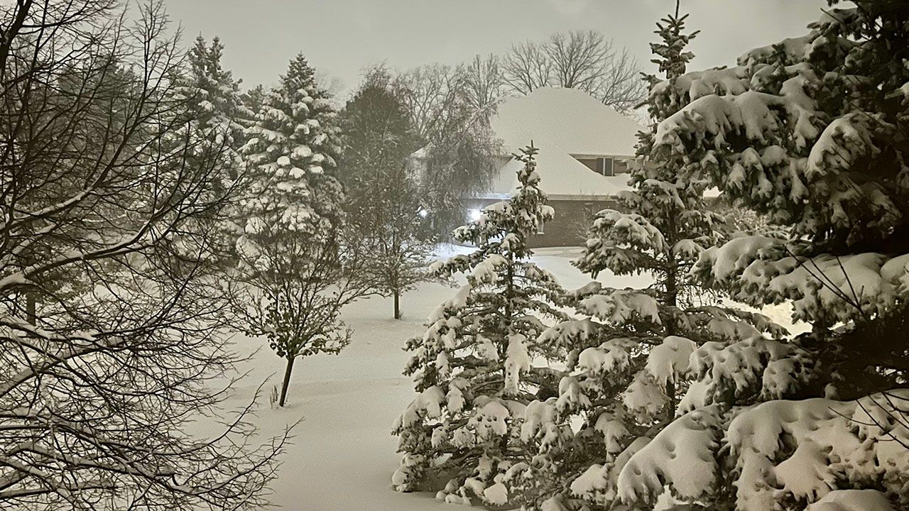 Snowy trees at night