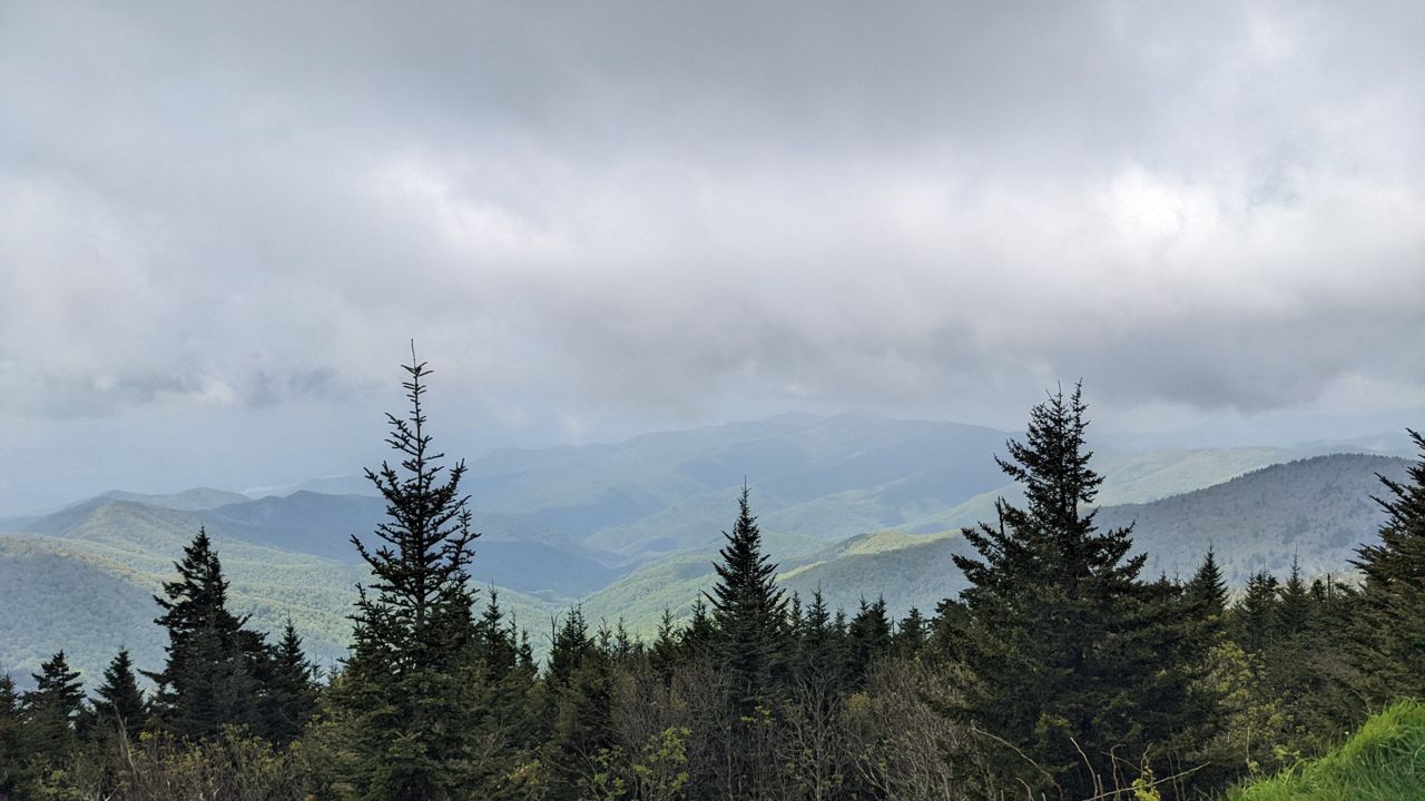 mountain-trees-nc