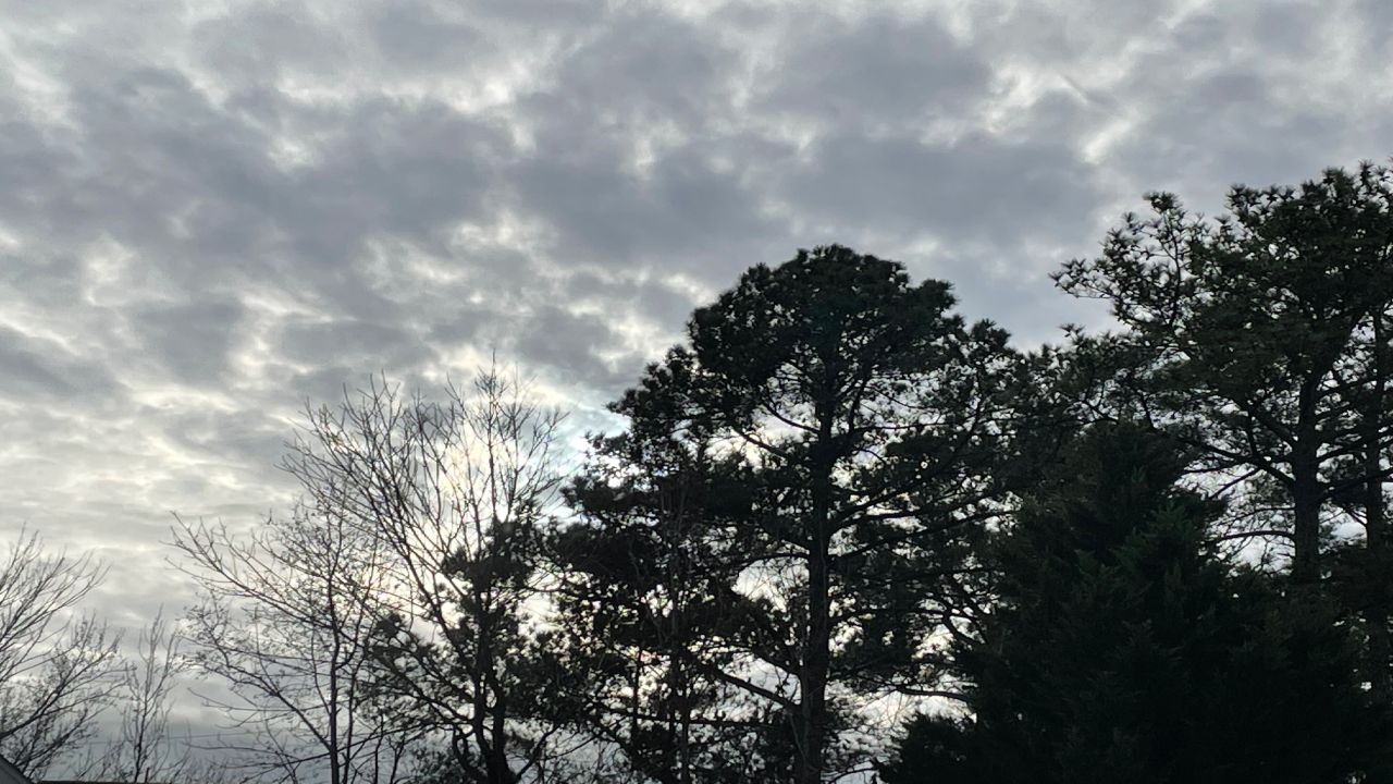 winter trees