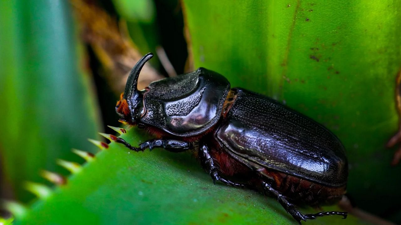 Coconut Rhinoceros Beetles are a lethal threat to palm trees, especially coconut palms. (Coconut Rhinoceros Beetle Response)
