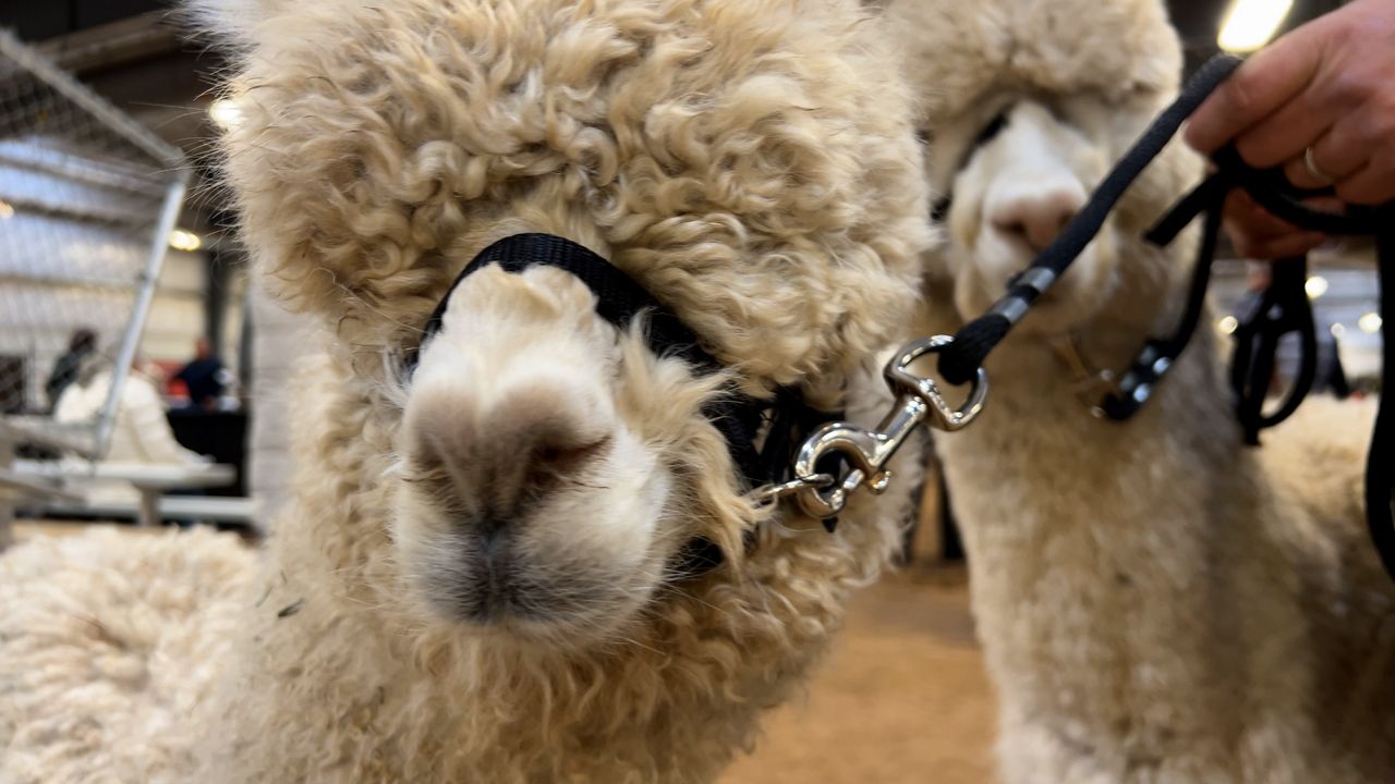 Learn to Spin Alpaca Fleece  The Yass Phoenix - Yass Region News and  Current Affairs