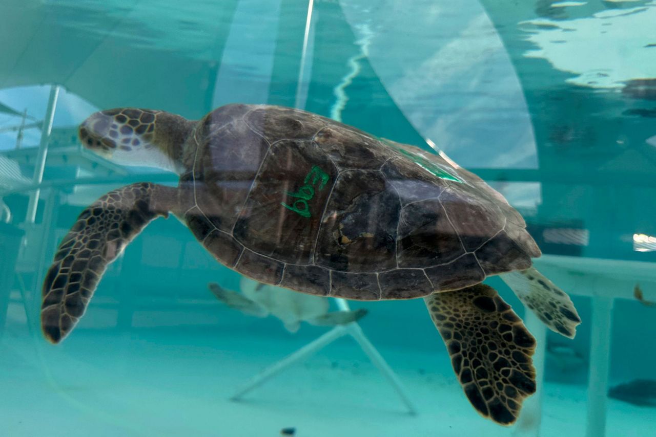 Cold-stunned green sea turtles are recovering at a Florida marine life ...