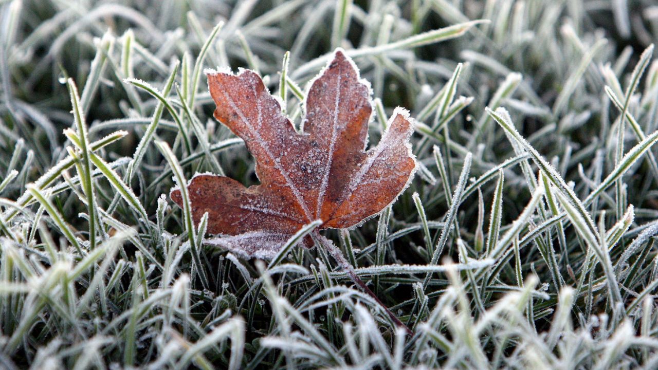 Frosted leaf in the grass. (AP Images)