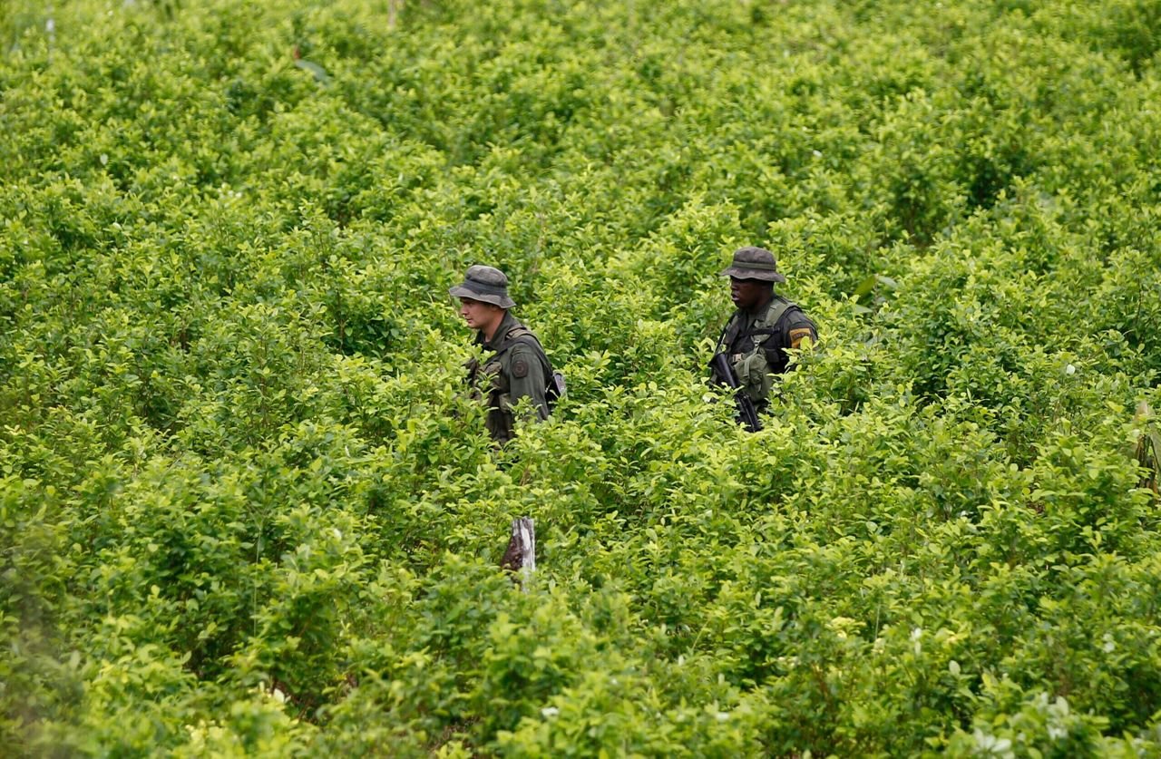 Biden administration suspends satellite monitoring of Colombian coca crops amid surge in cocaine