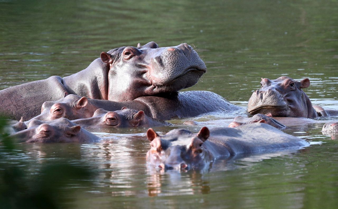 fear-and-love-surround-escobar-s-hippos-thriving-in-colombia