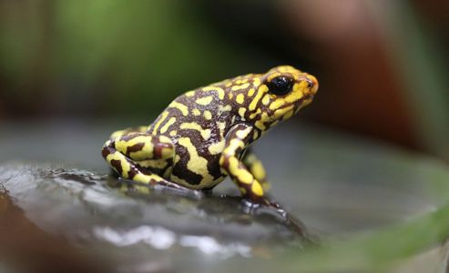 Frog smugglers in Slovakia 
