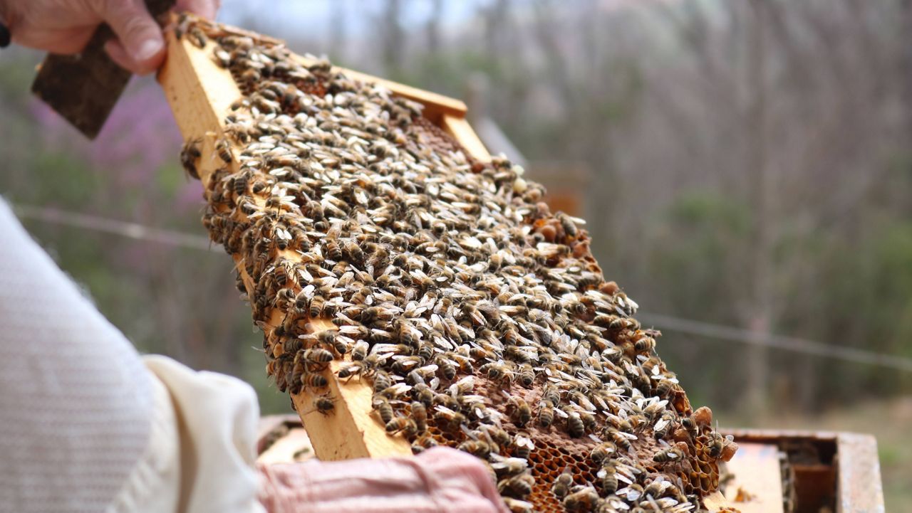Bee photo