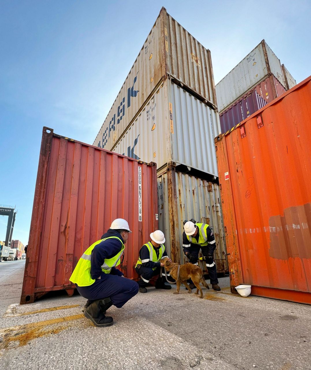 Dog rescued after more than a week trapped inside shipping container in ...
