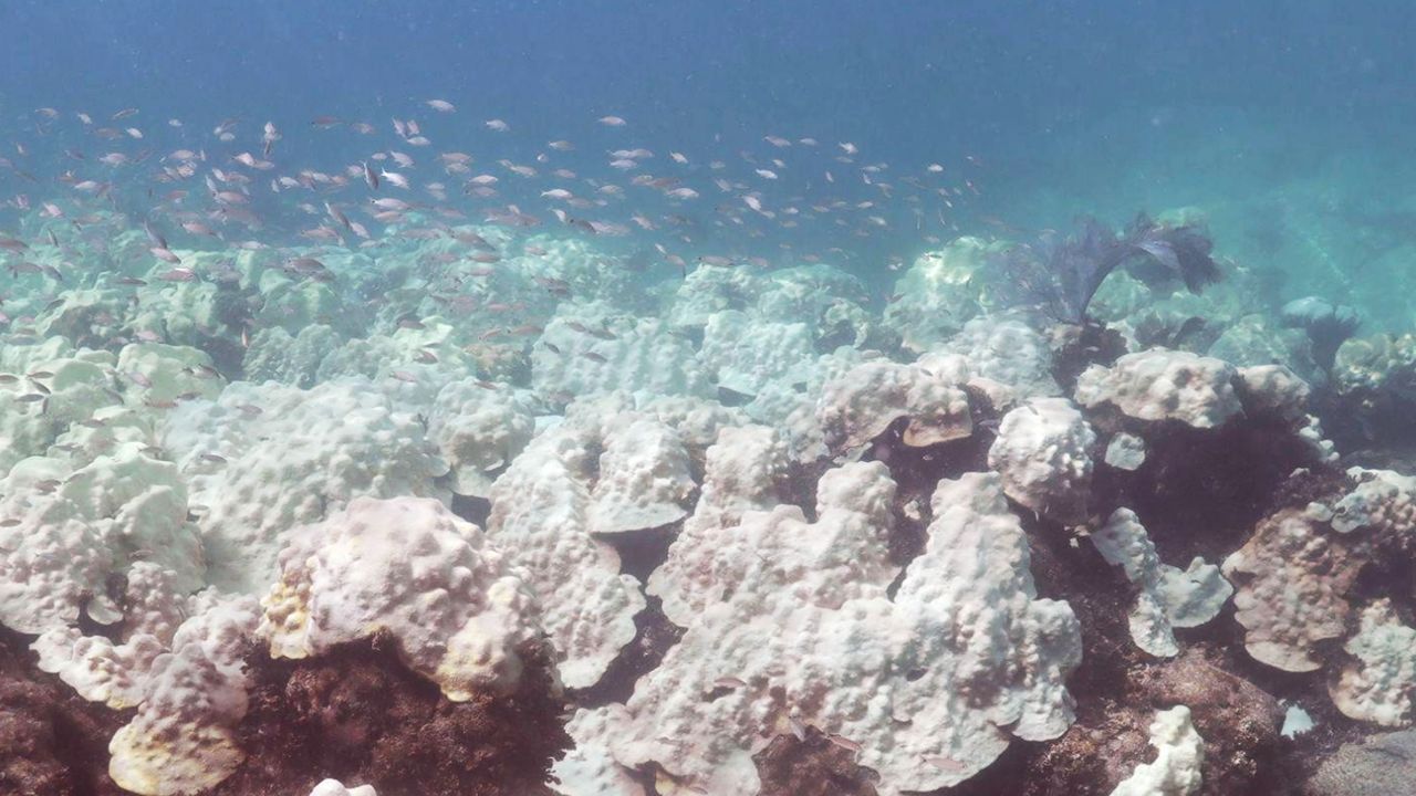 Warm ocean temperatures coral bleaching Florida
