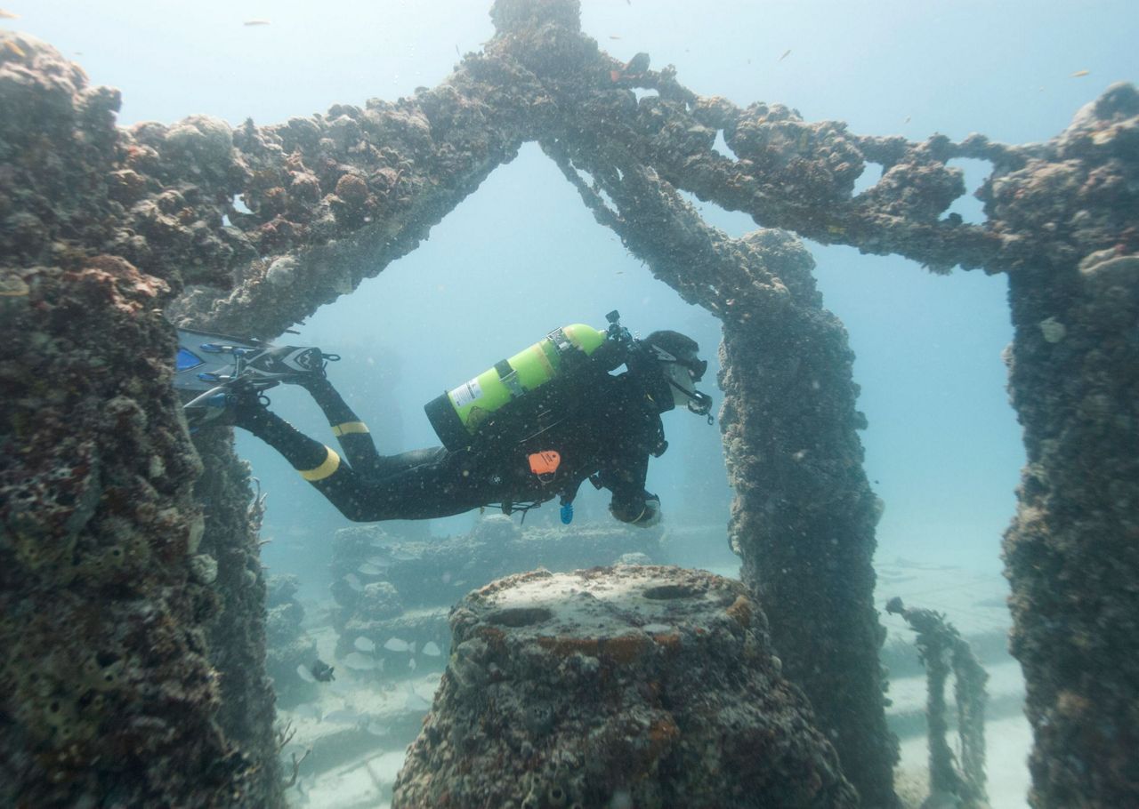 Finding life in the afterlife at coral reef cemetery