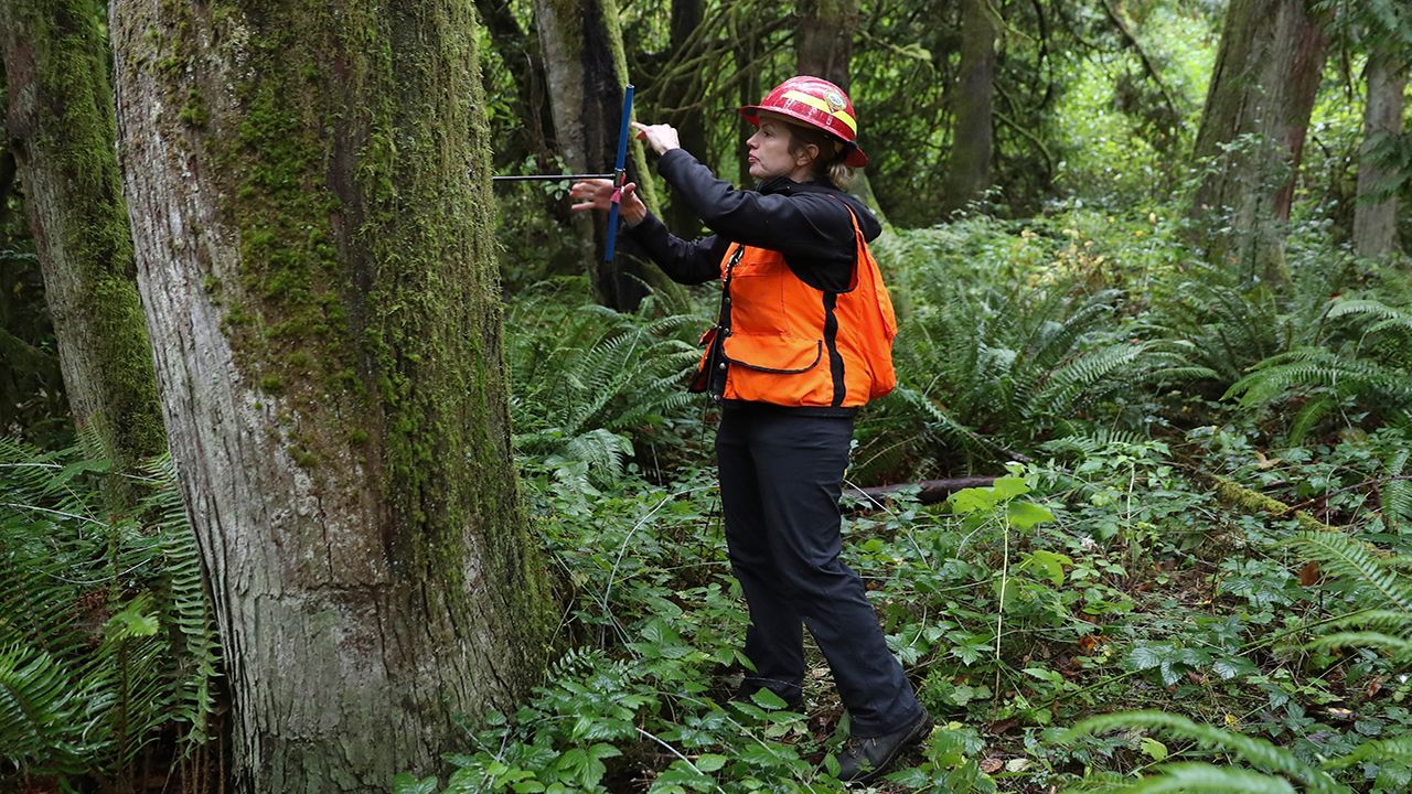 Tree rings can tell us about the weather and climate history