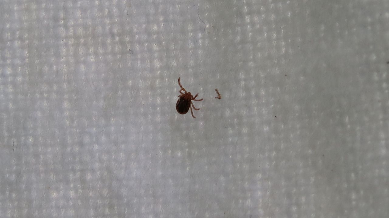 Spread of Asian longhorned tick impacting some upstate New York farms