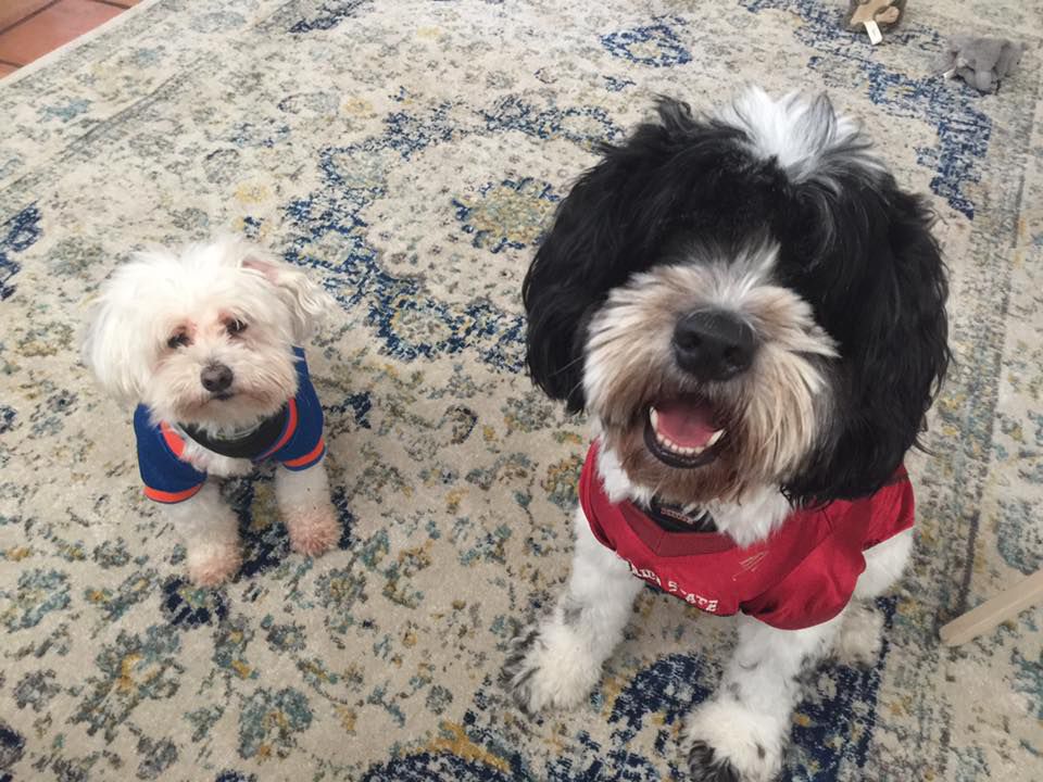 Spectrum News producer Ari Lipkin shared a photo of these two pals Cosmo and Baxter. Cosmo is a bit of a grump but loves Baxter. 
