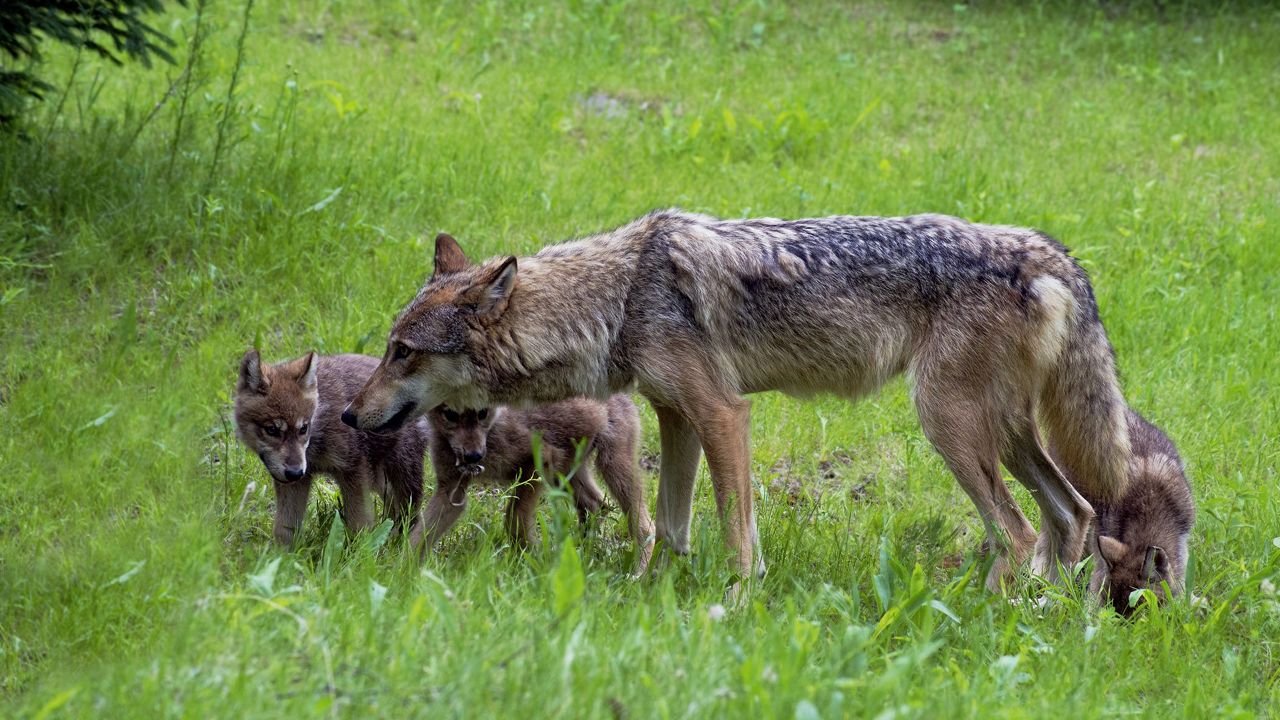 coyotes