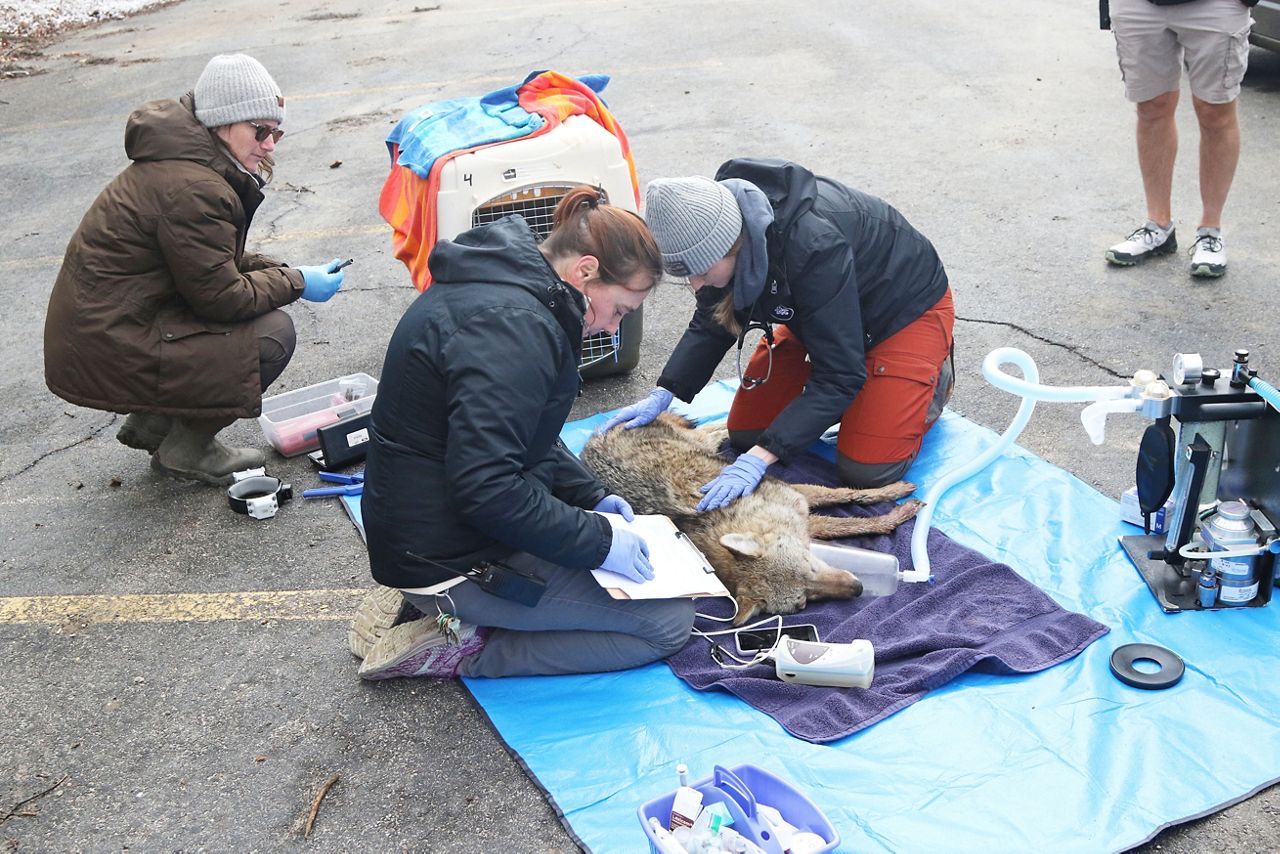 researchers examine a sedated coyote