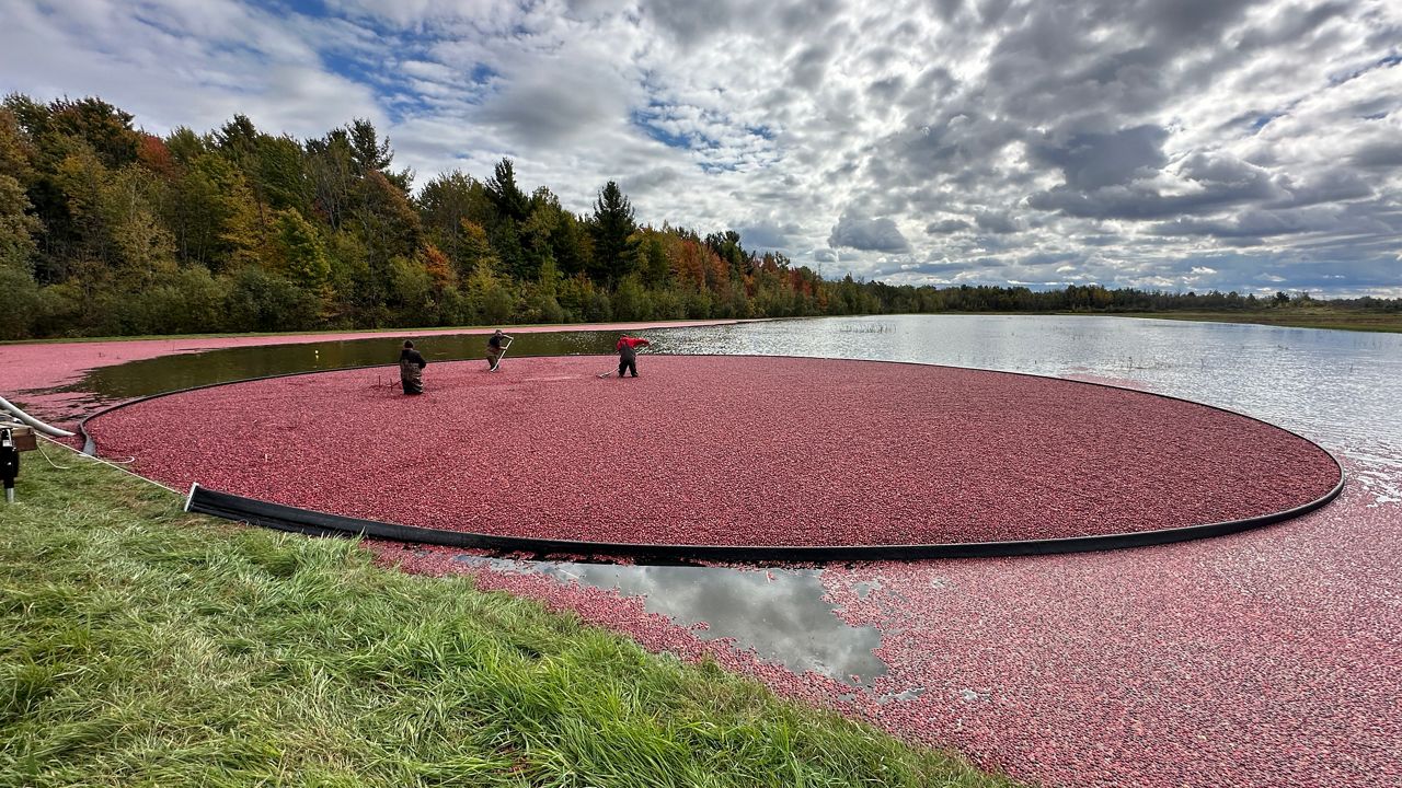 A look at New York state's only active cranberry farm | Flipboard