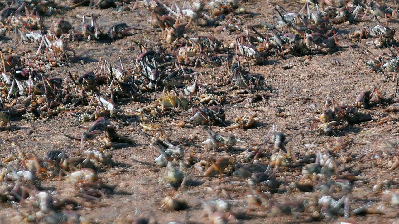 Bloodred crickets invade Nevada town, residents fight back with brooms