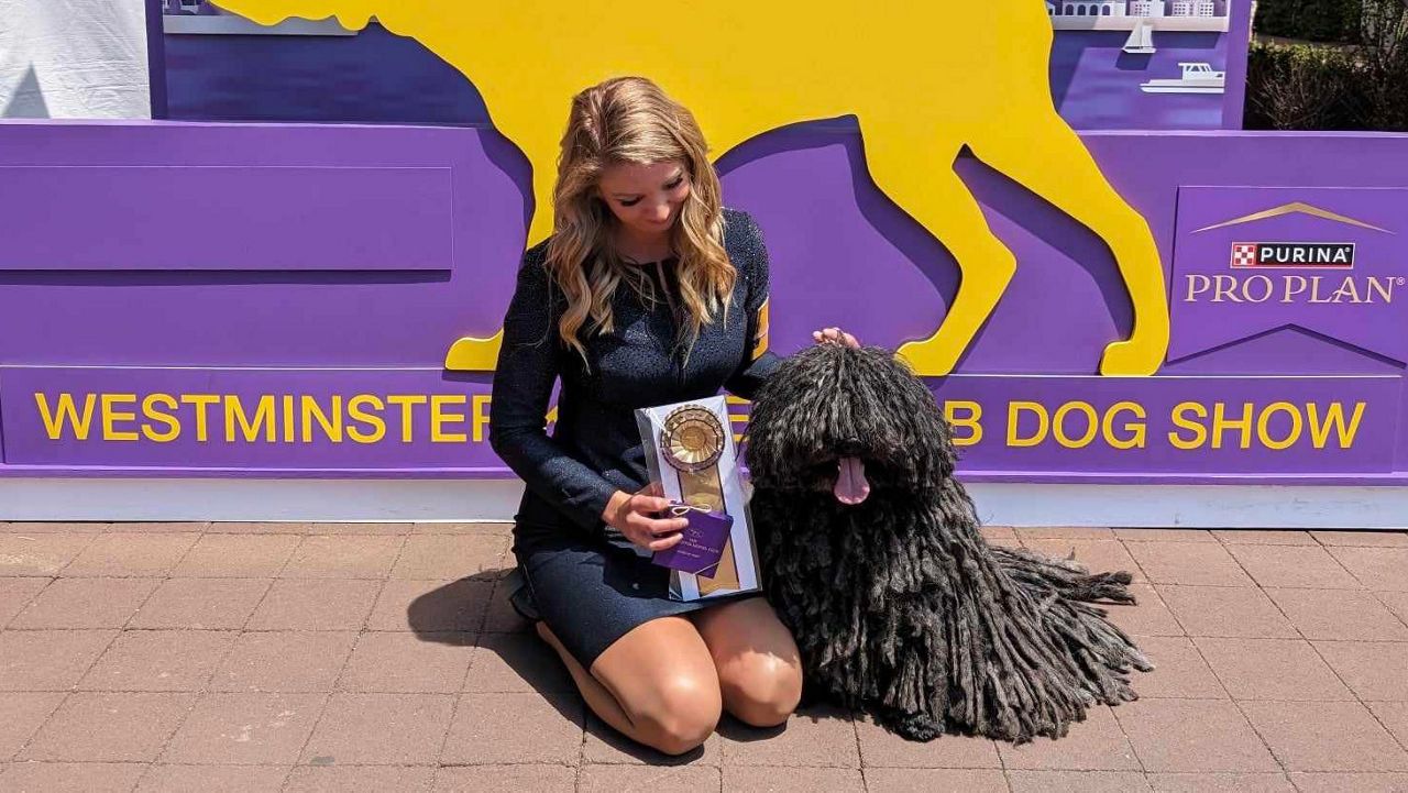 Csoki, a six-year-old Hungarian Puli, poses with his handler, Kristin Lawless, at the Westminster Dog Show in New York City on Monday. The dog and his owners, Valarie and Gary Cheimis, live in Kingfield. Csoki took home an award of merit from the show. (Valarie Cheimis)