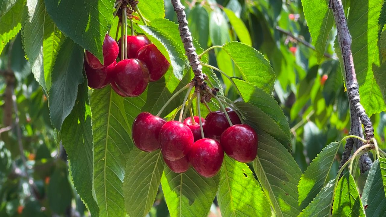 Door County cherry growers expect good harvest despite dips nationwide