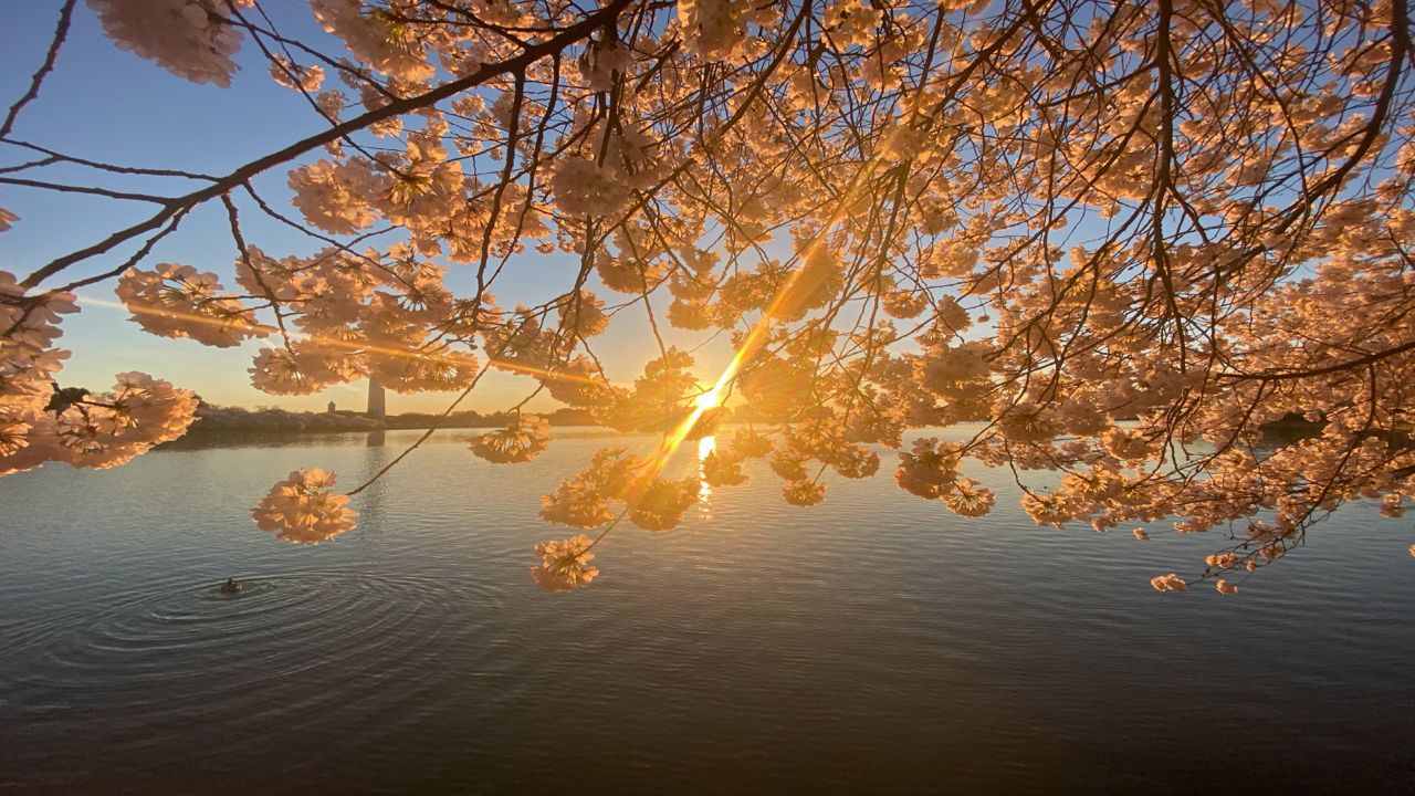 Cherry Blossoms 