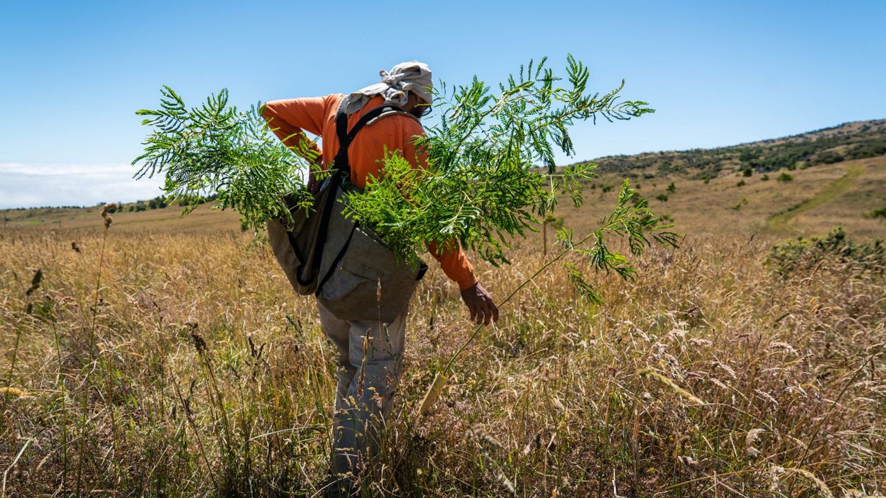 The Department of Land and Natural Resources' Division of Forestry and Wildlife will plant 80,000 native trees as part of an ambitious forest-restoration project. (Division of Forestry and Wildlife)