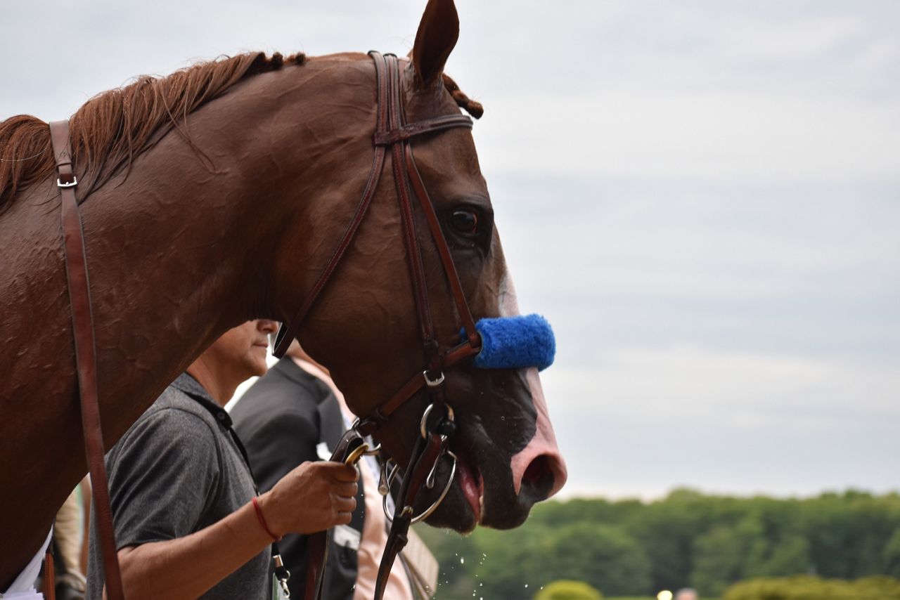 Belmont Stakes Justify Triple Crown Mike Smith