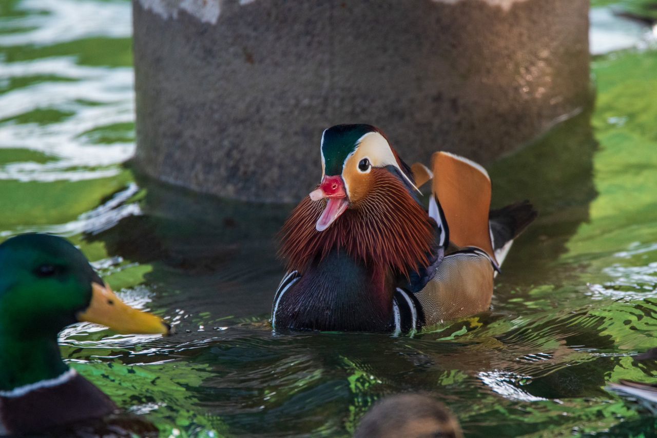 Bird watchers flock to Milwaukee in search of Mandarin duck