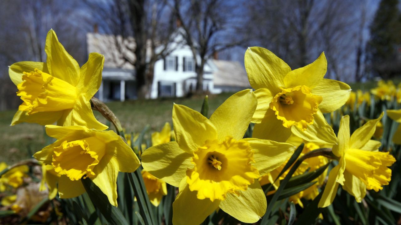 Daffodils