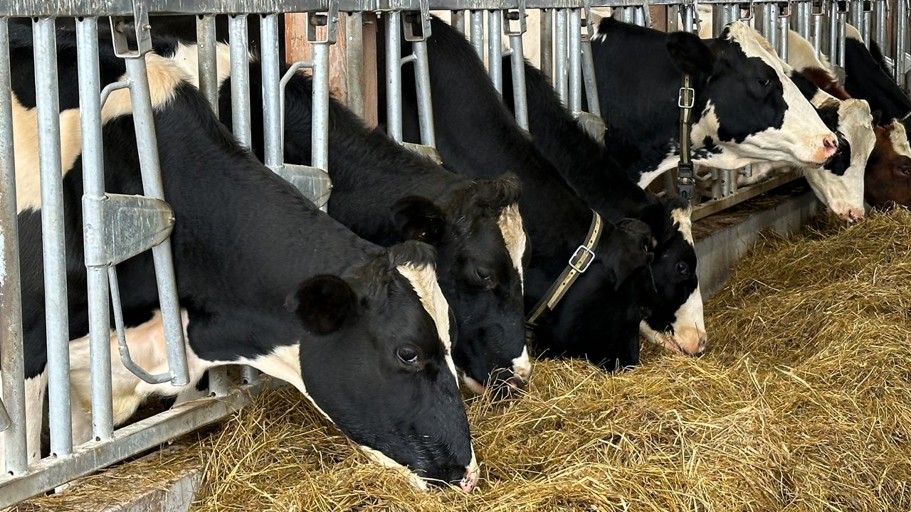 Dairy farms across Maine are facing increasing pressure from rising costs and unpredictable federal prices. (Spectrum News/Susan Cover)