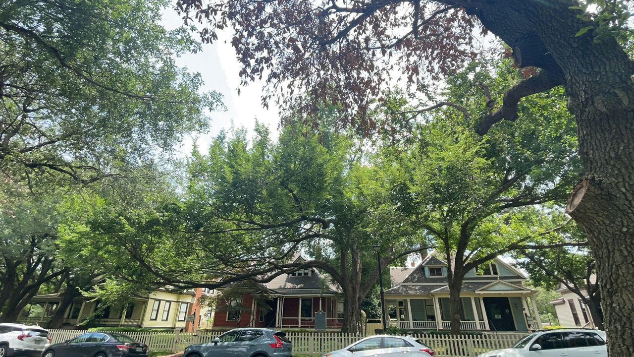 Dallas unveils its first Urban Forest Master Plan