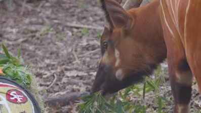 Dallas Zoo's eastern bongo Taylor Swift predicted the San Francisco 49ers would win Super Bowl 58 on Thursday, Feb. 8, 2024. (Dallas Zoo)