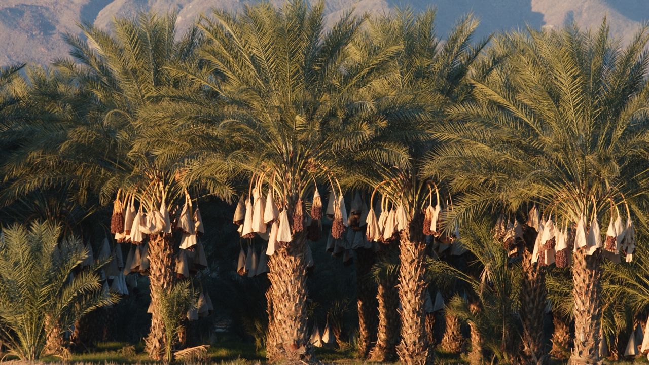 California is the leader in date production in the country, but that comes at a cost
