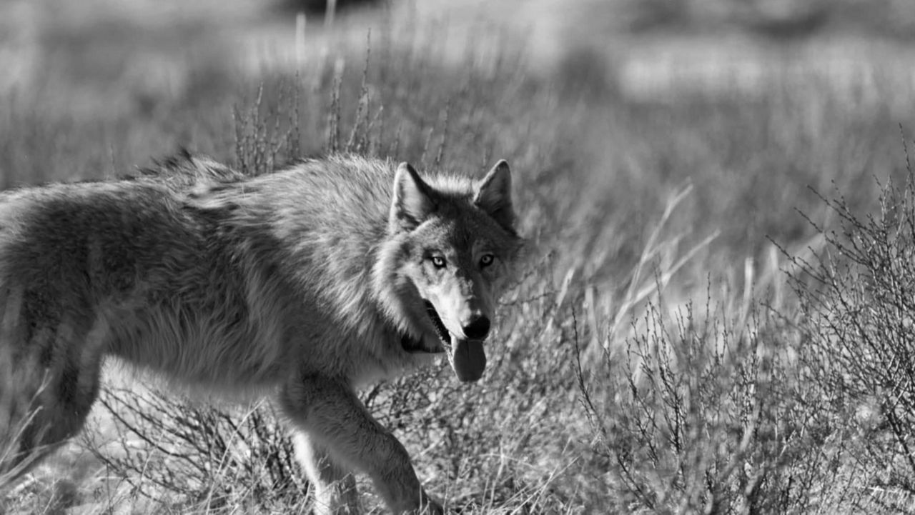 (Photo courtesy of California Department of Fish and Wildlife)