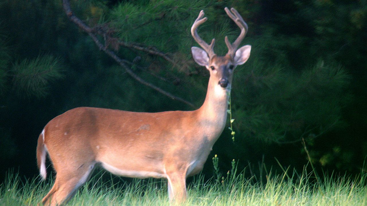 Wednesday brings July’s full moon, the ‘Buck Moon’