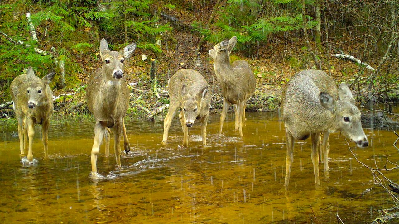 Trail cam network captures Wisconsin wildlife - Vimarsana News