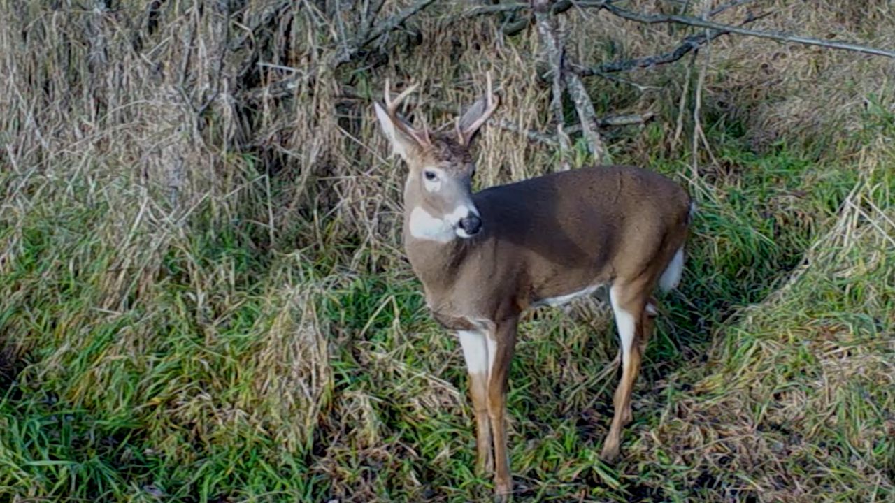 Chronic wasting disease restricts deer’s ability to move, then causes weight loss and erratic behavior – like fearlessness of humans -- before eventually killing the animal. 